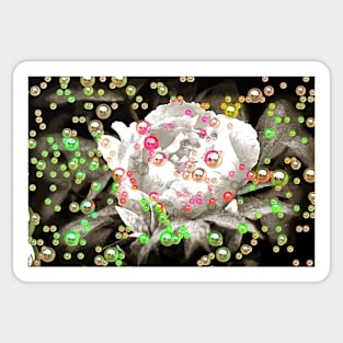 Bubbly Pink Peony Sticker